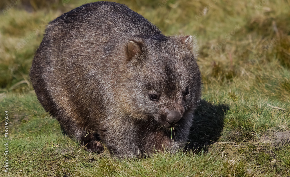 Close up of a Wombat roaming in the grass, Cradle Mountain NP, Tasmania Close up of a Wombat roaming in the grass, Cradle Mountain NP, Tasmania