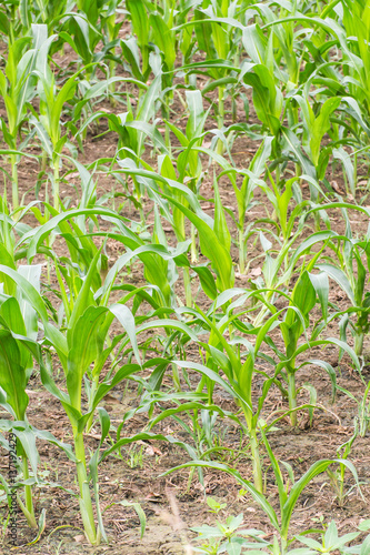 corn farm in asia