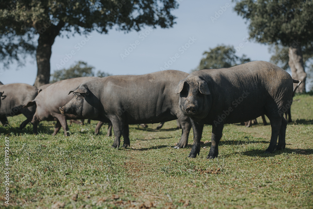 Iberian pigs herd in a spanish meadow.