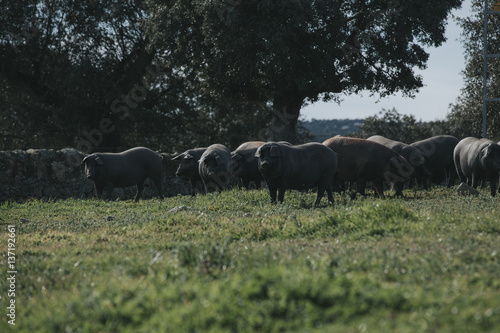 Herd of iberian pigs in a spanish meadow.