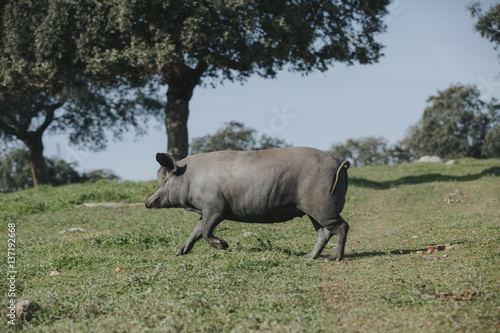 Iberian pig running over a Spanish green meadow.