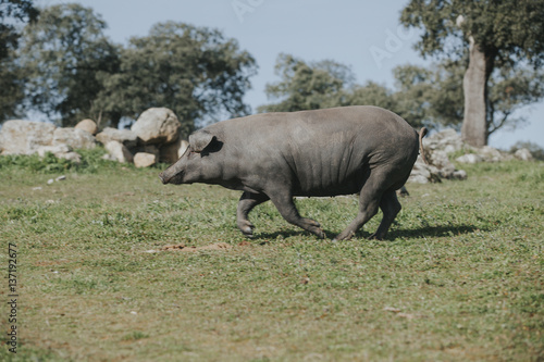 Iberian pig running over a Spanish green meadow.