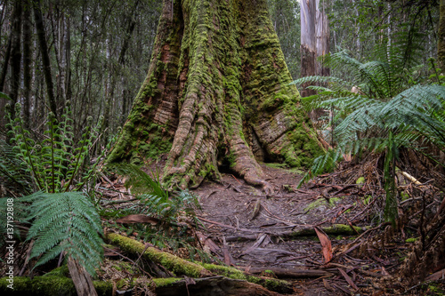 Roots of a Swamp gum tree with ferns, Mount Field National Park, Tasmania, Australia