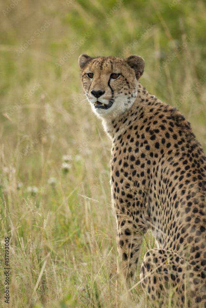 Cheetah (Acinonyx jubatus). KwaZulu Natal. South Africa Cheetah (Acinonyx jubatus). KwaZulu Natal. South Africa