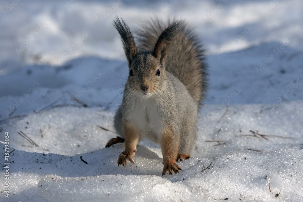 Squirrel sitting on the snow. Eurasian red squirrel (Sciurus vulgaris). Squirrel sitting on the snow. Eurasian red squirrel (Sciurus vulgaris).