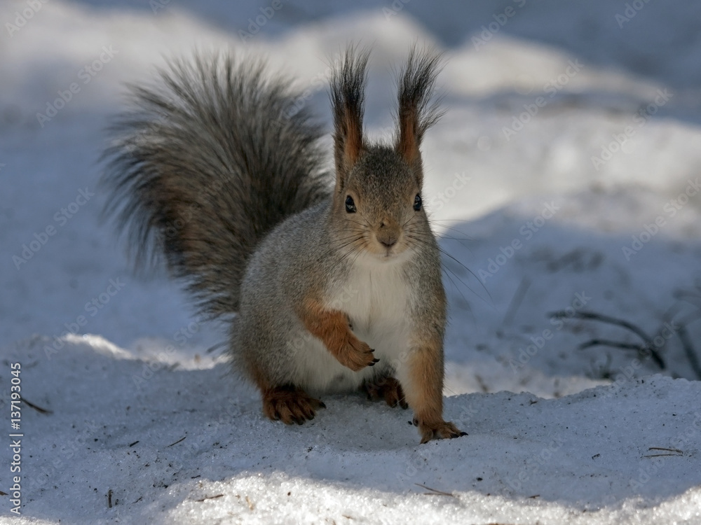 Squirrel sitting on the snow. Eurasian red squirrel (Sciurus vulgaris). Squirrel sitting on the snow. Eurasian red squirrel (Sciurus vulgaris).