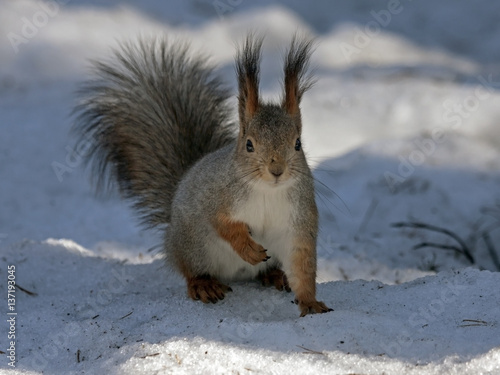 Squirrel sitting on the snow. Eurasian red squirrel (Sciurus vulgaris). © avs_lt