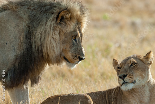 male and female lion  close up  Panthera leo 
