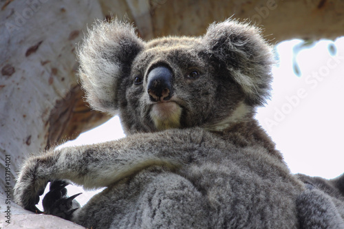 Photography Close up of a Koala sitting on a branch of  an eucalyptus tree, facing, looking,