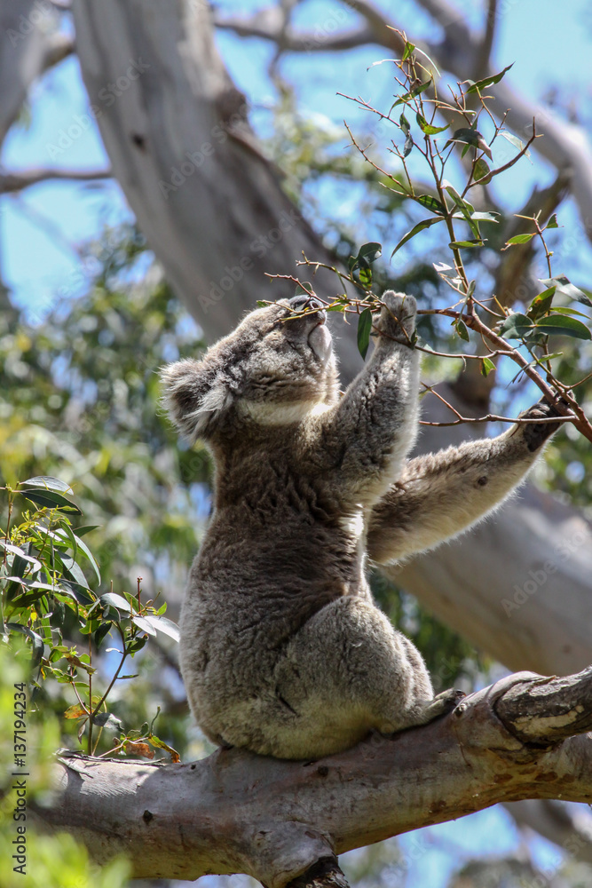 Fototapeta premium Koala feeding on the green leaves of an eucalyptus tree, Great Otway National Park, Victoria, Australia
