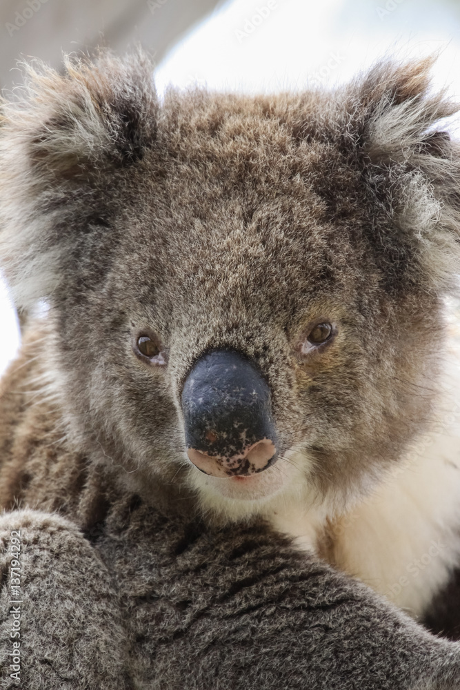 Obraz premium Portrait of a Koala sitting on a branch of an eucalyptus tree, facing, Great Otway National Park, Victoria, Australia