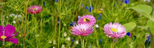Blumenwiese - Hintergrund B...