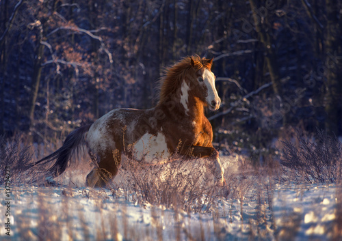 Fototapeta Naklejka Na Ścianę i Meble -  Red piebald horse galloping on snow on forest background