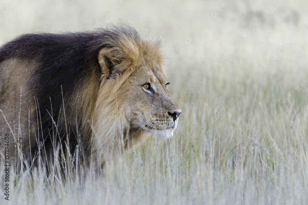 Lion (Panthera leo). Kalahari. Northern Cape. South Africa.