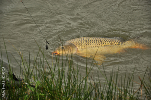 Canvas Print catching carp