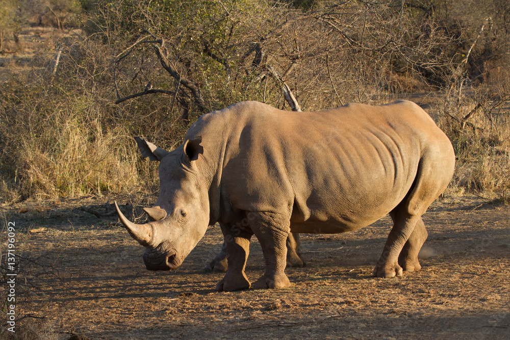 Obraz premium White Rhino, Madikwe Game Reserve