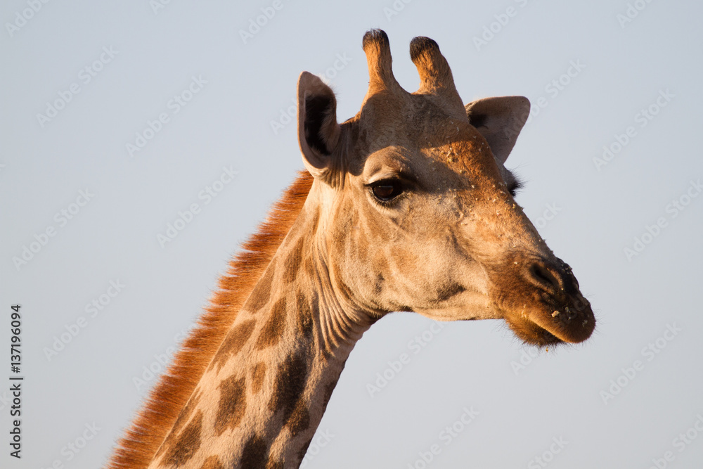 Giraffe, Madikwe Game Reserve Giraffe, Madikwe Game Reserve