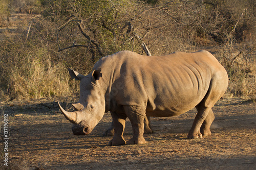 White Rhino  Madikwe Game Reserve