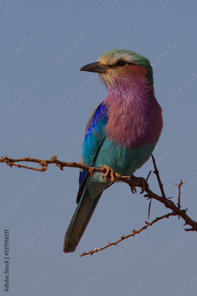 Lilac-Breasted Roller, Madikwe Game Reserve