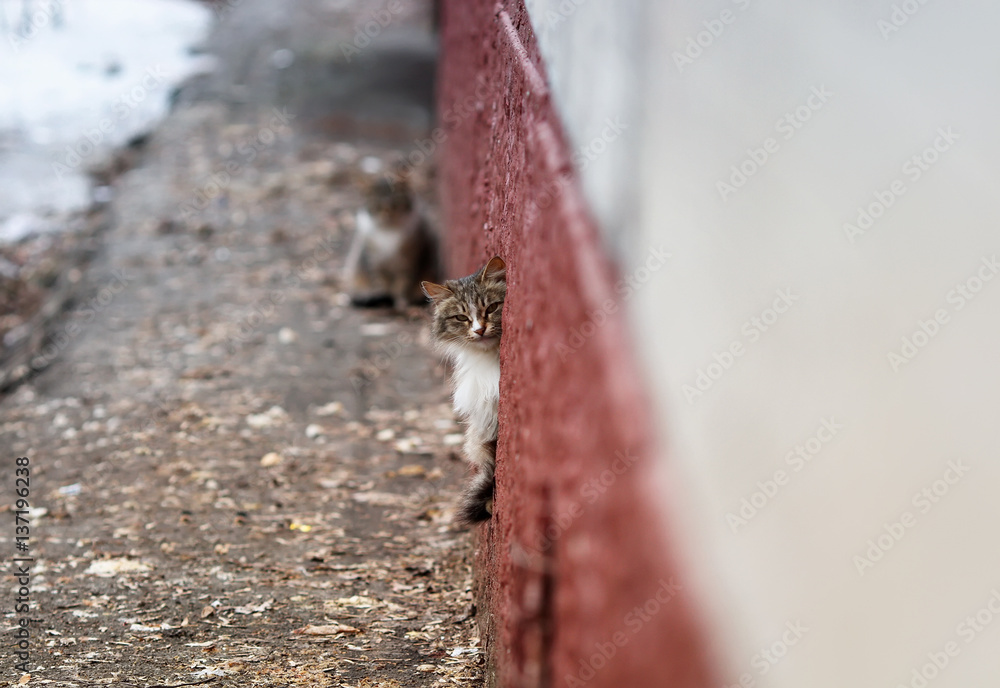 Obraz premium cute cat cautiously looks out of the basement
