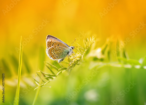 blue butterfly sitting on a blade of grass on a sunlit meadow