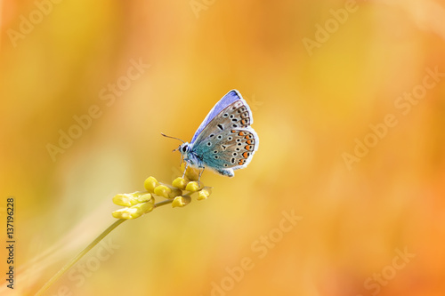 a little blue butterfly sitting on a blade of grass on a sunlit meadow