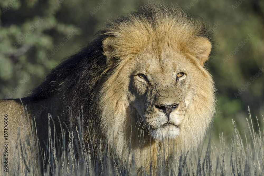 Obraz premium Lion (Panthera leo). Kalahari. Northern Cape. South Africa.