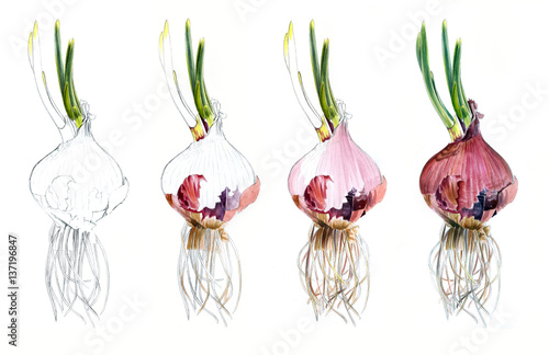 Page shows how drawing Red onions watercolor sketch, draw tutorial steps.