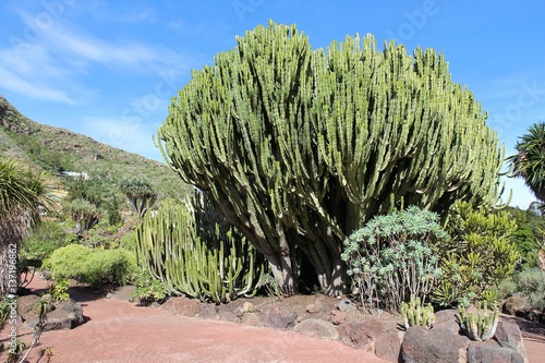 Jardin Canario photo