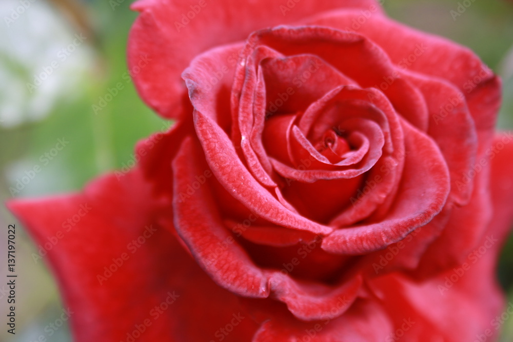 Rose Rose