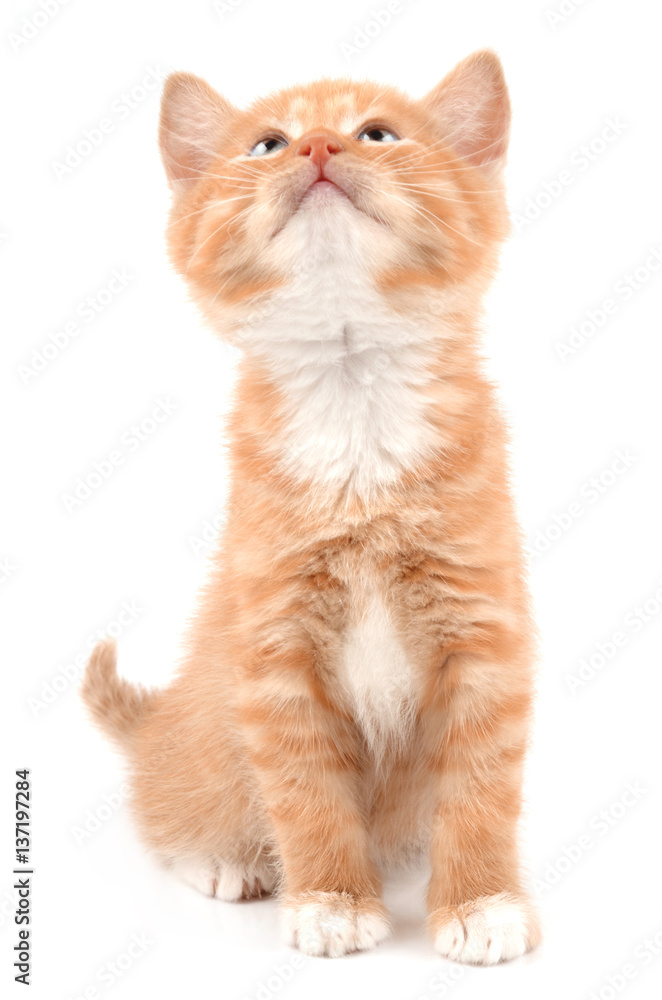 Obraz premium ginger kitten