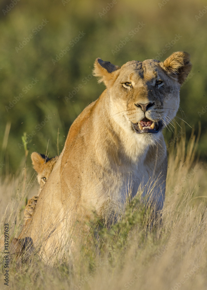 Lion (Panthera leo) adult female and cubs. Kalahari. Northern Cape. South Africa. Lion (Panthera leo) adult female and cubs. Kalahari. Northern Cape. South Africa.