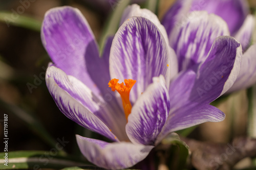 Purple crocus sativus saffron - view of blooming spring flowers growing in wildlife
