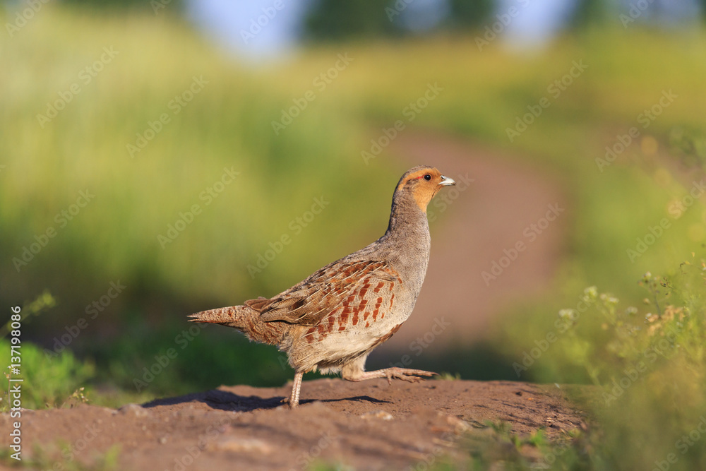 grey partridge road goes through the field grey partridge road goes through the field