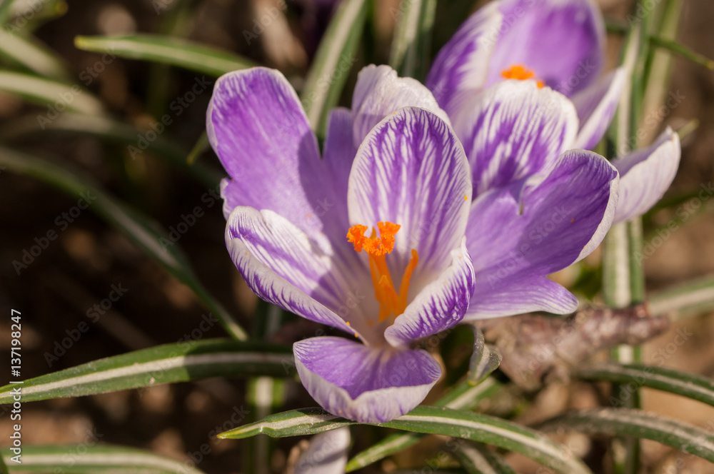 Purple crocus sativus saffron - view of blooming spring flowers growing in wildlife Purple crocus sativus saffron - view of blooming spring flowers growing in wildlife