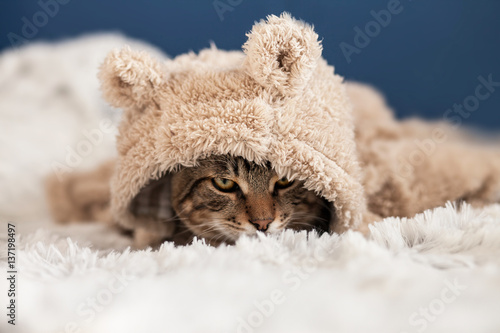 Φωτογραφία cute bengal tabby cat dressed up in a hoodie with ears