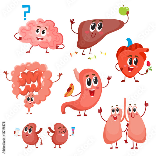 Set of cute and funny healthy human organ characters - heart, lungs, kidneys, intestines, liver, stomach, brain, cartoon vector illustration isolated on white background. Human organ characters