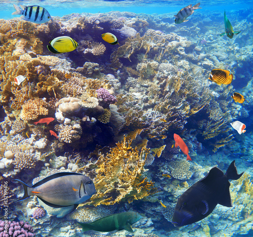 Colorful coral reef fishes of the Red Sea.