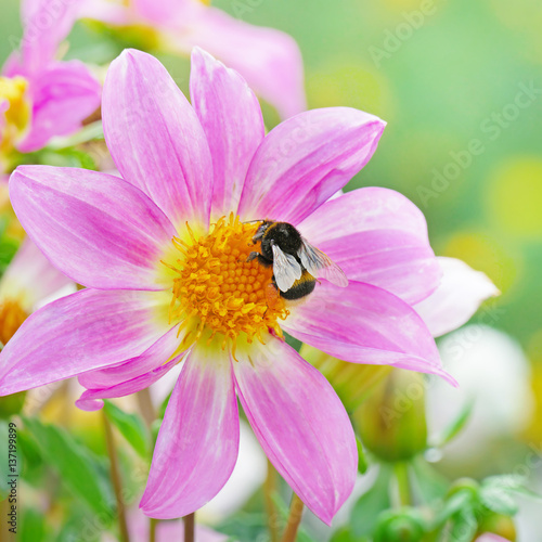Large black bumble bee collects nectar on flower