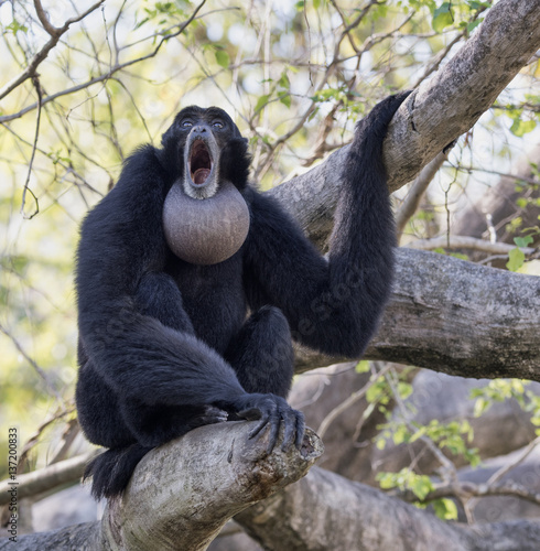 Canvas Print Black furred siamang with inflated throat pouch engaged in morning howling