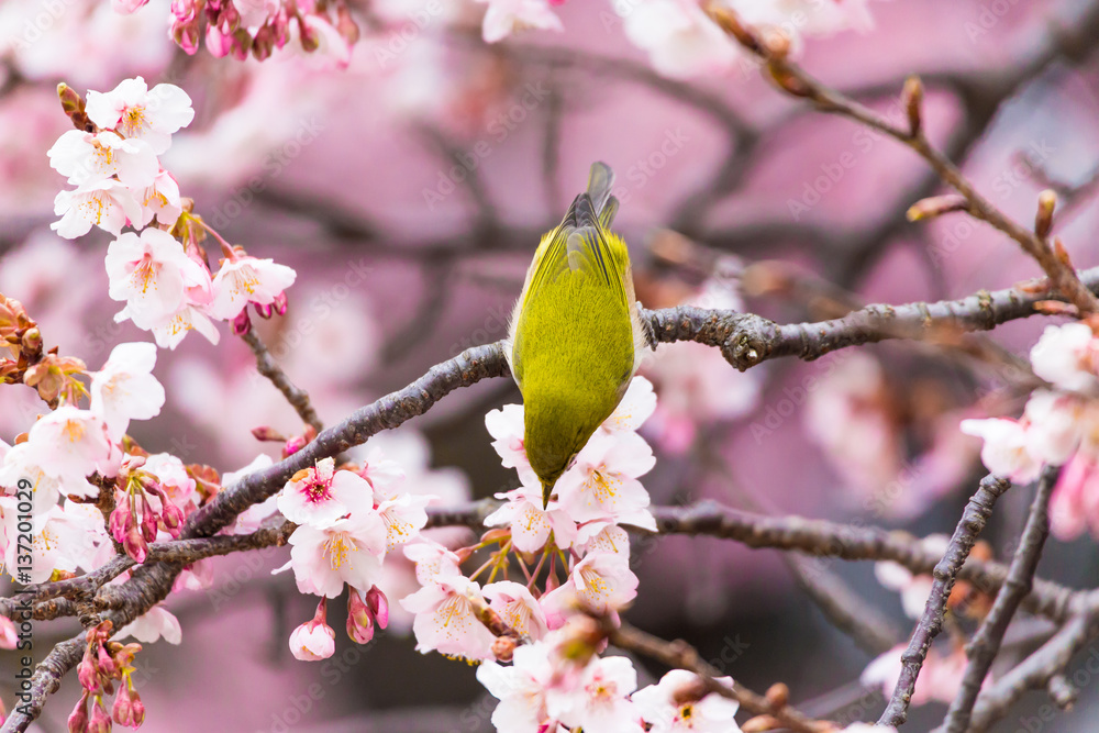 The Japanese White eye.The background is winter cherry blossoms. Located in Shinjuku, Tokyo Prefecture Japan. The Japanese White eye.The background is winter cherry blossoms. Located in Shinjuku, Tokyo Prefecture Japan.