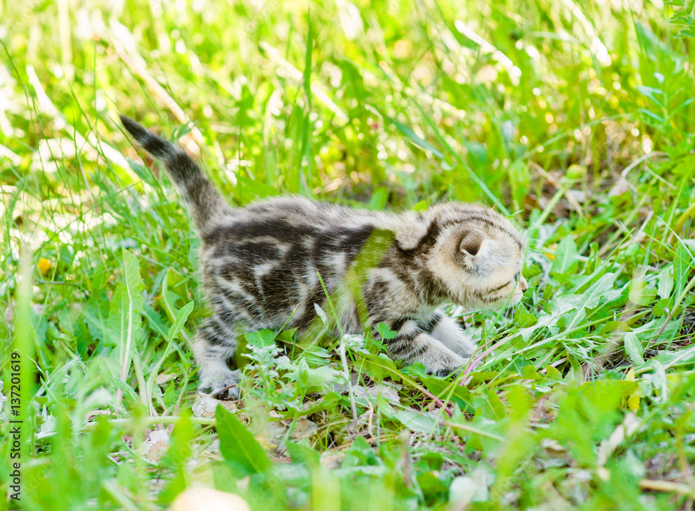 Tabby kitten walking on summer grass Tabby kitten walking on summer grass