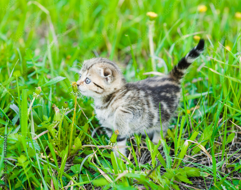 Tabby kitten walking on green grass