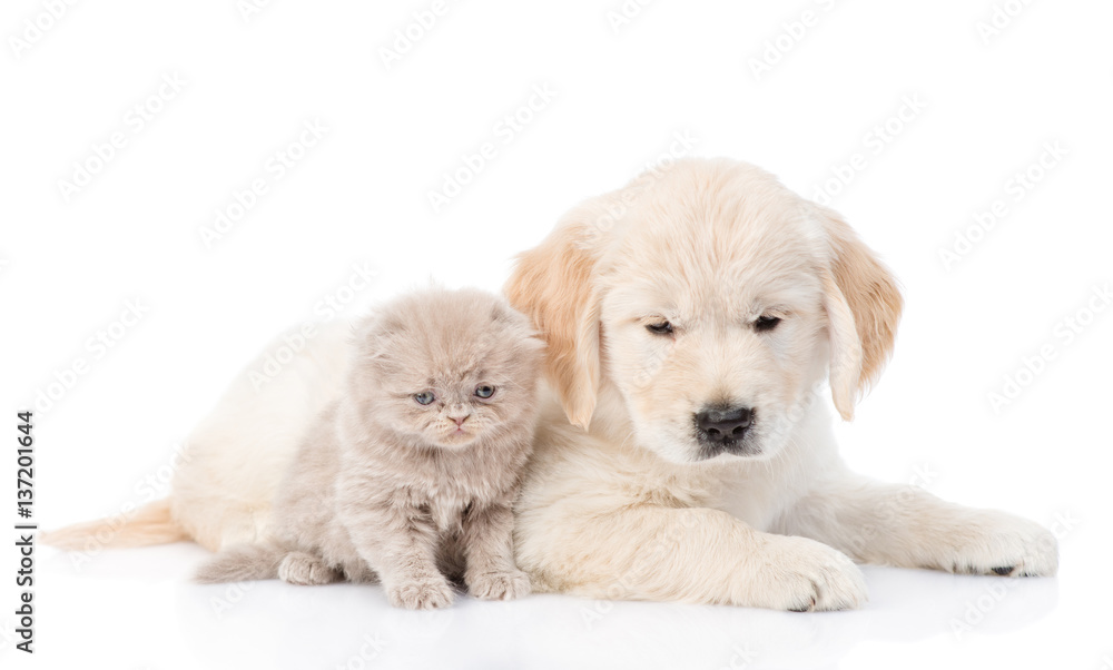 Golden retriever puppy and kitten lying together. isolated on white background Golden retriever puppy and kitten lying together. isolated on white background