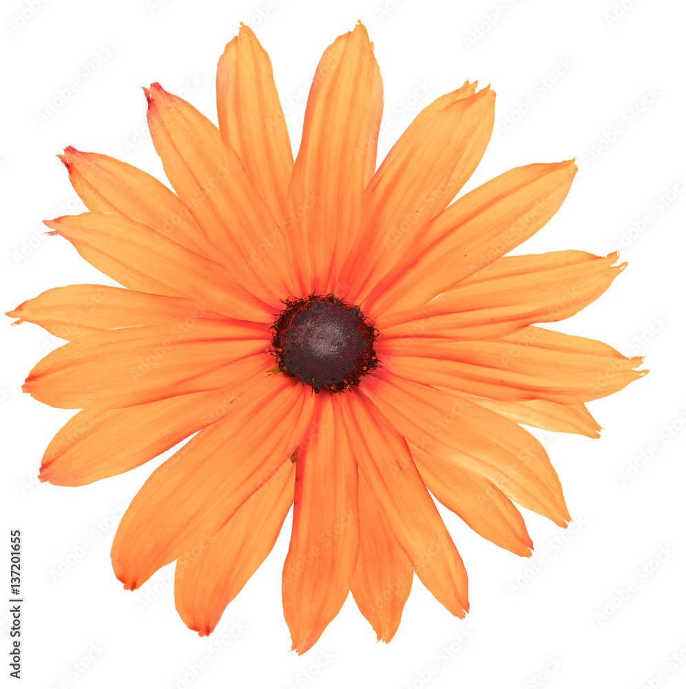 orange flower with lot of petals Stock Photo | Adobe Stock