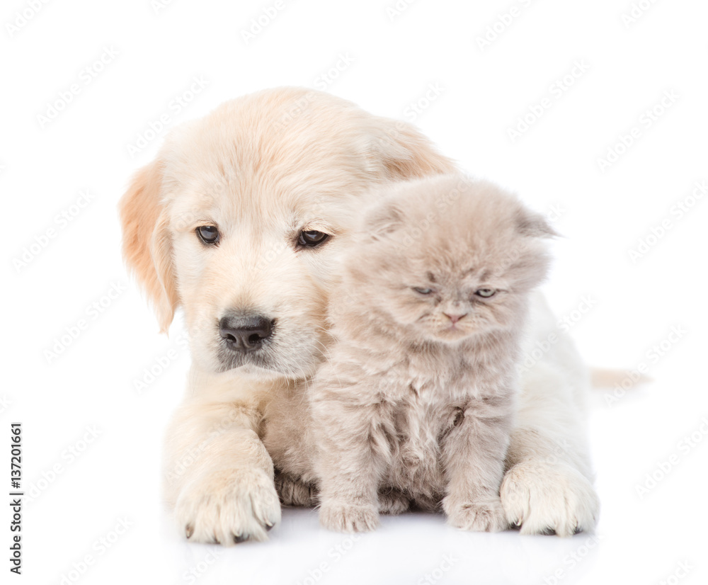 Golden retriever puppy hugging a small kitten. isolated on white background Golden retriever puppy hugging a small kitten. isolated on white background