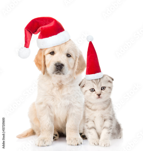 Funny kitten and golden retriever puppy in red christmas hats together. isolated on white background © Ermolaev Alexandr