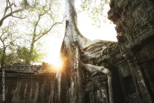 Cambodia, Angkor, Ta Prohm temple, Tomb Raider film location photo