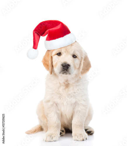 Golden retriever puppy in red christmas hat. isolated on white background © Ermolaev Alexandr
