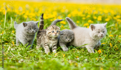 group of kittens walking on a dandelion field